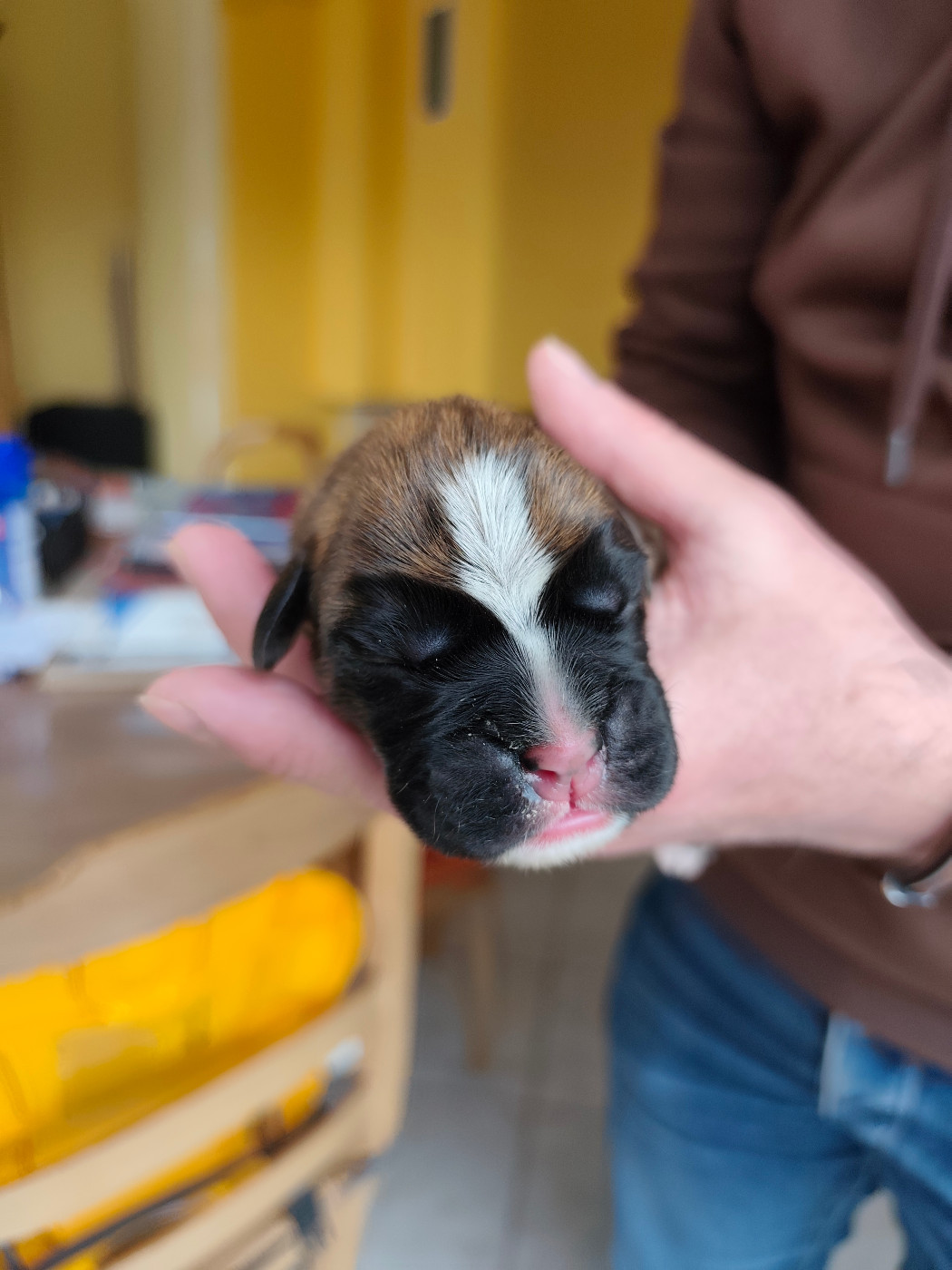 Des Gardiens Du Ruisseau - Chiots disponibles - Boxer