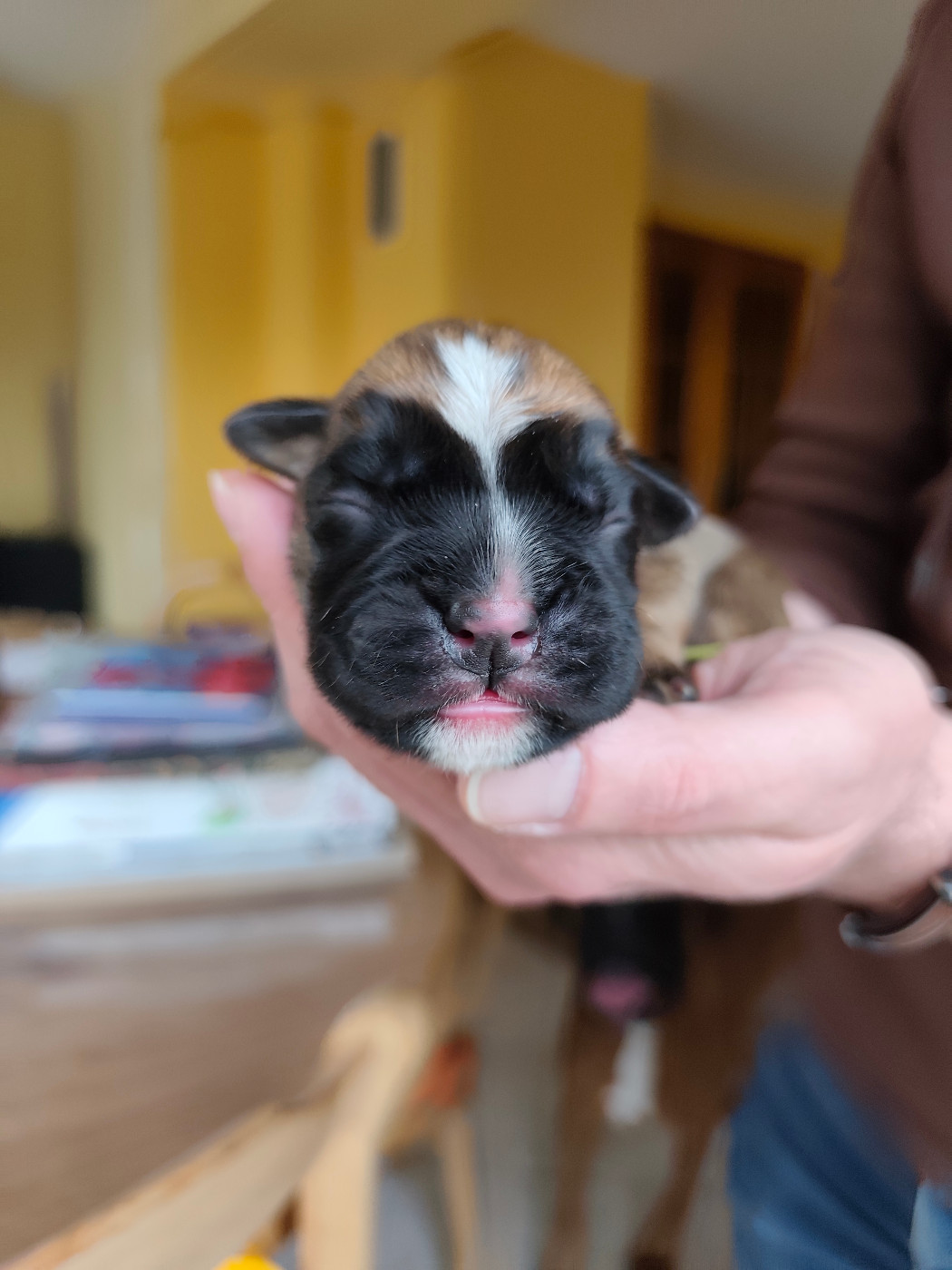 Des Gardiens Du Ruisseau - Chiots disponibles - Boxer