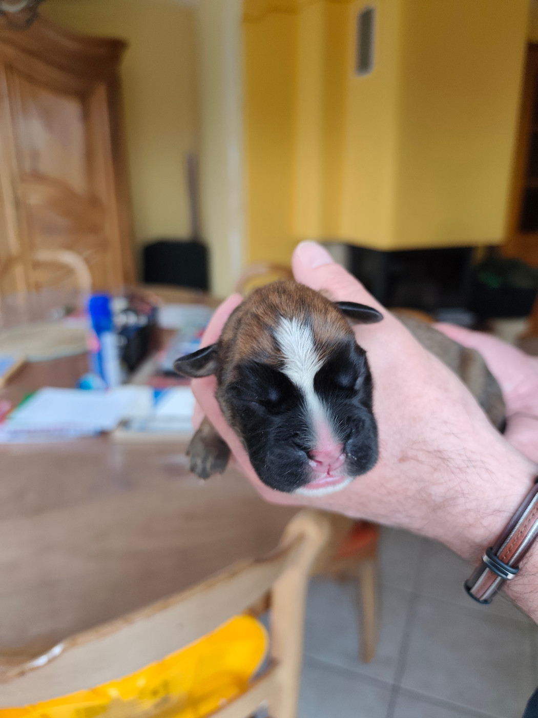Des Gardiens Du Ruisseau - Chiots disponibles - Boxer