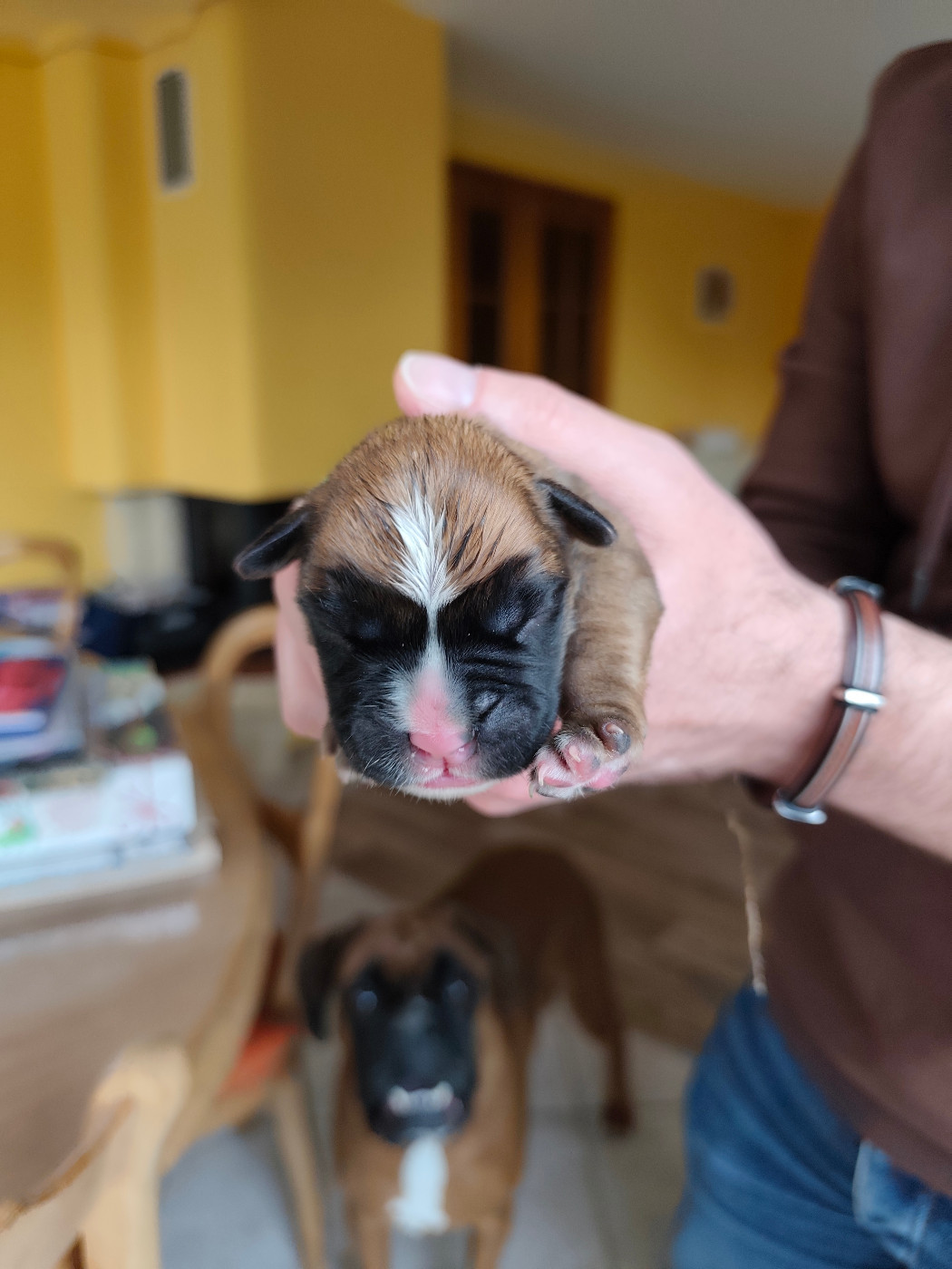 Des Gardiens Du Ruisseau - Chiots disponibles - Boxer