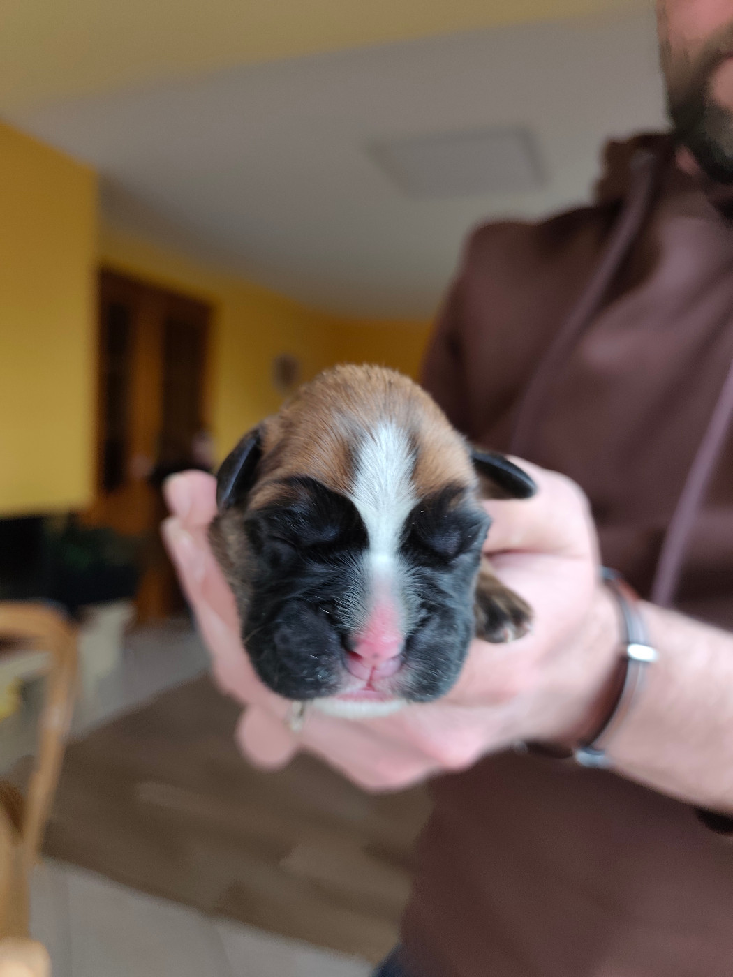 Des Gardiens Du Ruisseau - Chiots disponibles - Boxer