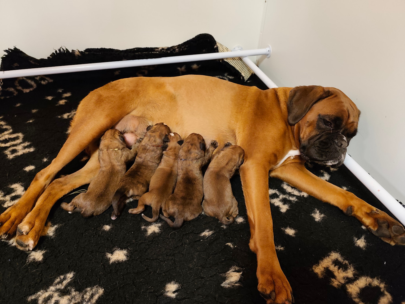 Chiot Boxer Des Gardiens Du Ruisseau