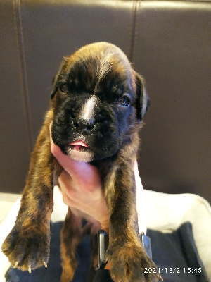 Vito 