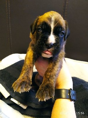 Viktor 